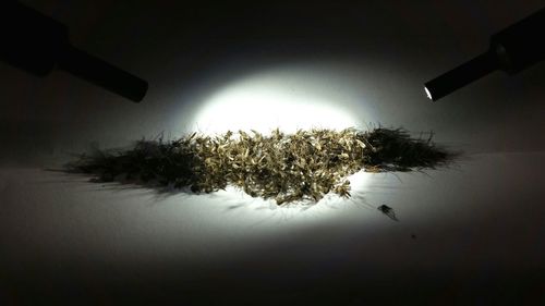 Low angle view of trees against sky