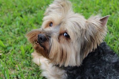 Close-up of dog on grass