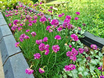 High angle view of pink flowering plants in garden