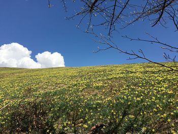 Scenic view of field against blue sky