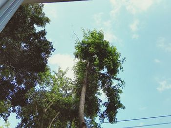 Low angle view of trees against sky