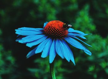 Close-up of purple flower blooming