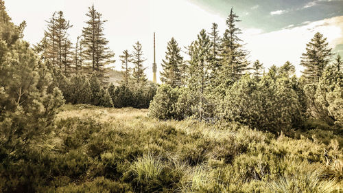 Trees in forest