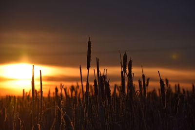 Close-up of plants on field against sky