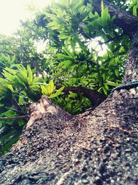 Close-up of fresh green plants