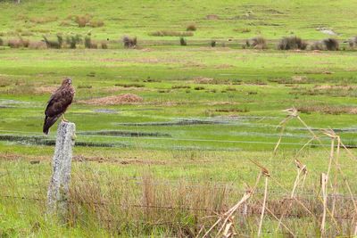 Hawk perching over stone on field