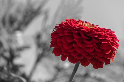 Close-up of red flower