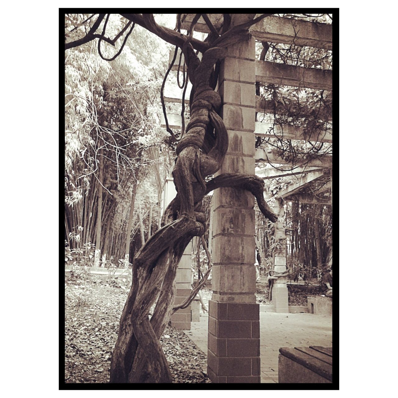 transfer print, auto post production filter, tree, built structure, architecture, building exterior, bare tree, branch, tree trunk, day, no people, window, growth, outdoors, house, city, building, nature, low angle view, sky