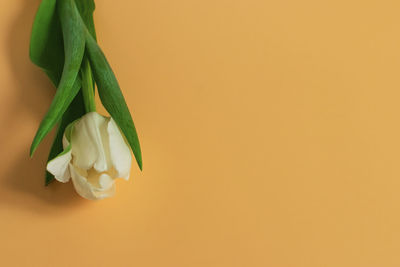 Close-up of yellow rose against white background