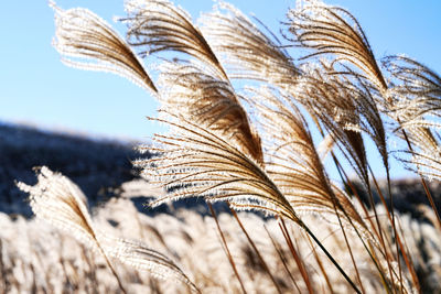 Close-up of plant against sky