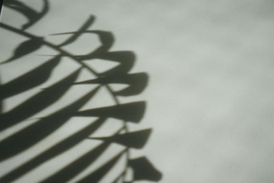 Shadow of silhouette plant against wall