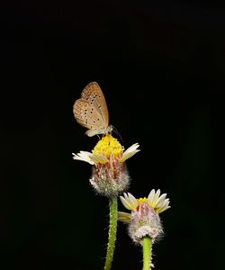 Close-up of butterfly pollinating on flower against black background