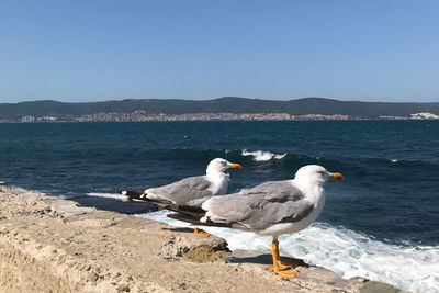 Seagulls on beach