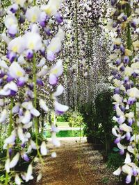 Purple flowers on tree