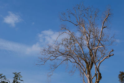 Low angle view of bare tree against blue sky