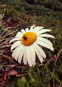 Close-up of white daisy flowers