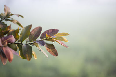 Guava leaves on the tree in an organic tropical garden.