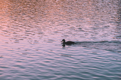 High angle view of birds swimming in lake