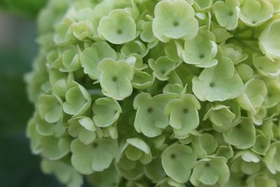 Close-up of flowers