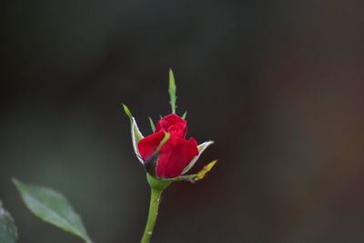 Close-up of red rose flower bud