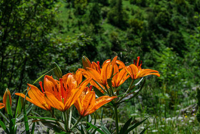 Close-up of orange rose flower