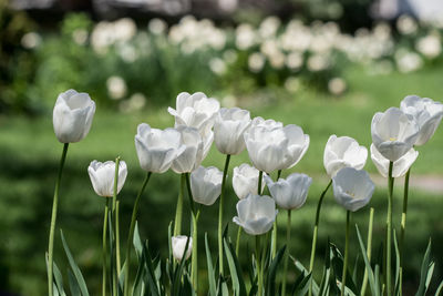 Close-up of white flowering plants on field