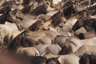 Full frame shot of horses