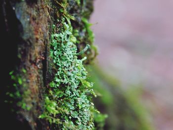 Close-up of moss growing on tree trunk