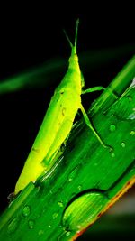 Close-up of green insect on leaf