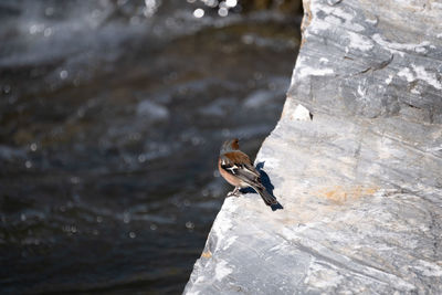 Close-up of bird flying