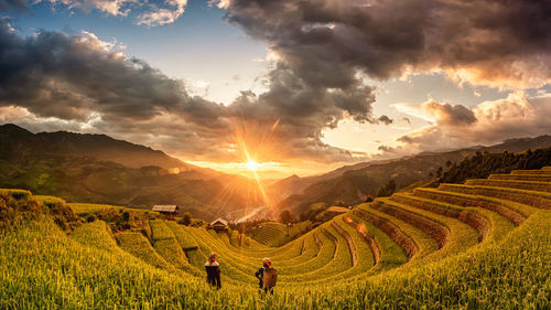 Scenic view of agricultural field against sky during sunset