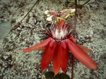 Close-up of red flowers