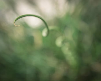 Close-up of fresh green plant