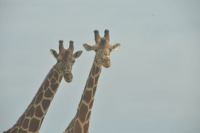 Low angle view of giraffes against clear sky