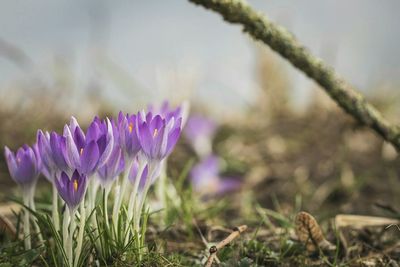 Close-up of purple flowers blooming on field