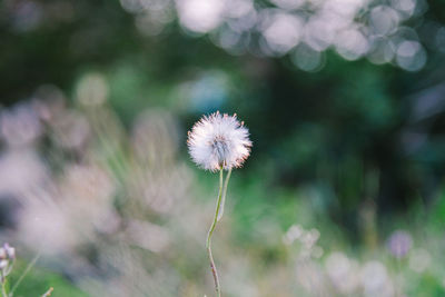 Close-up of dandelion against blurred background