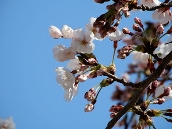 Low angle view of cherry blossom against clear sky