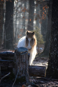 View of an animal on tree trunk