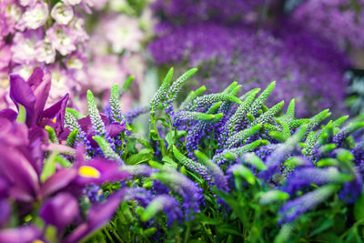 A close-up of the flowers in purple. romantic background