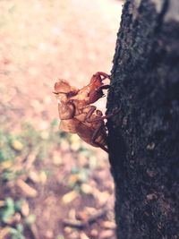 Close-up of lizard on tree trunk