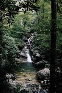 Scenic view of waterfall in forest