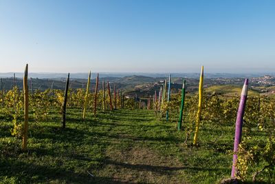Scenic view of vineyard against clear sky