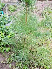 High angle view of plants