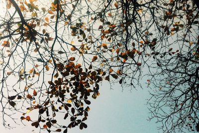 Low angle view of tree against sky