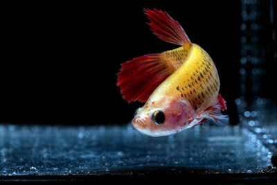 Close-up of fish swimming in sea