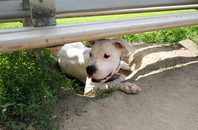 High angle view of dog looking through fence