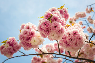 Close-up of pink cherry blossom