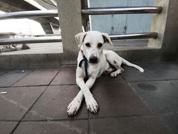 Portrait of dog sitting on tiled floor