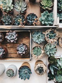 Directly above shot of succulent plants