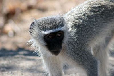 Close-up of monkey